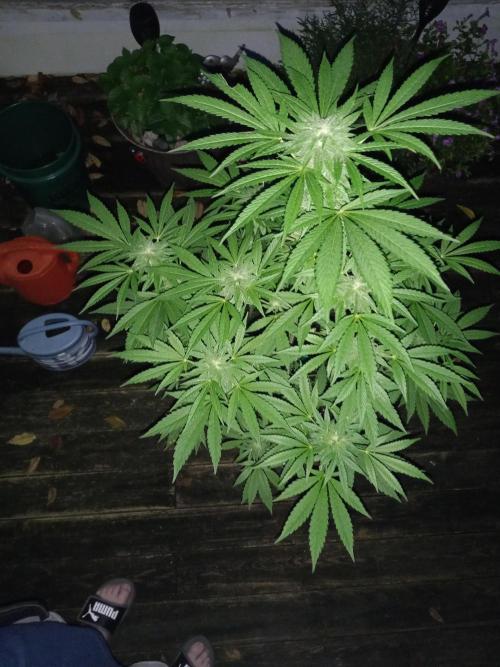 Clearwater genetics. Week 18