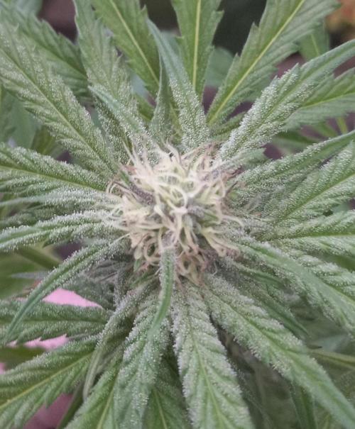 Clearwater genetics. Week 18