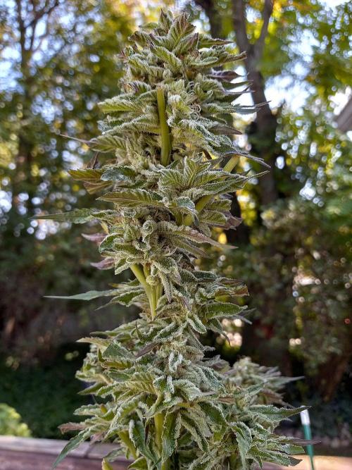 Inhouse genetics. Week 17