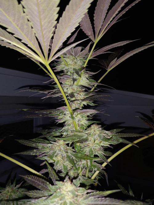 Inhouse genetics. Week 17