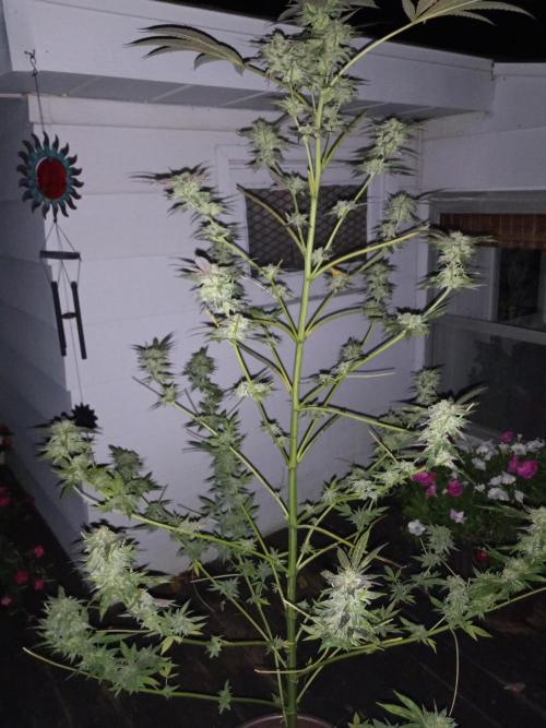 Inhouse genetics. Week 17