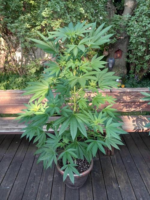 Inhouse genetics. Week 17