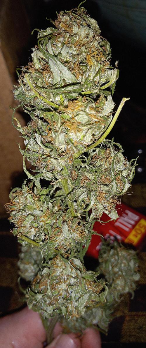 French macaron. Week 16