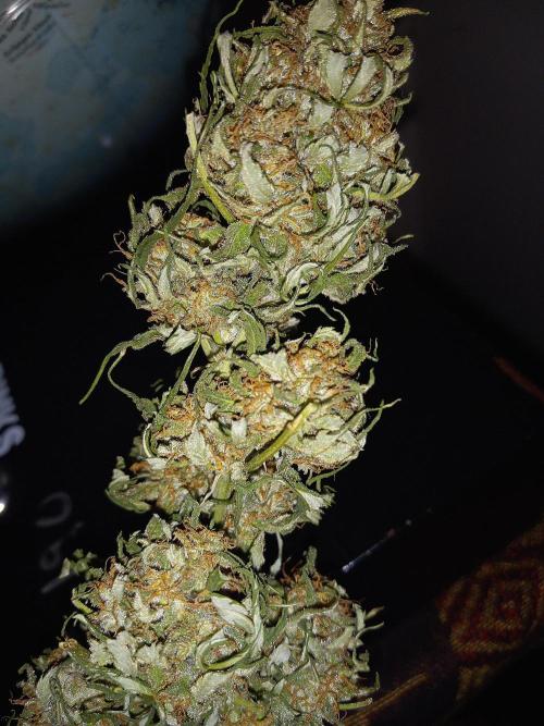 French macaron. Week 16