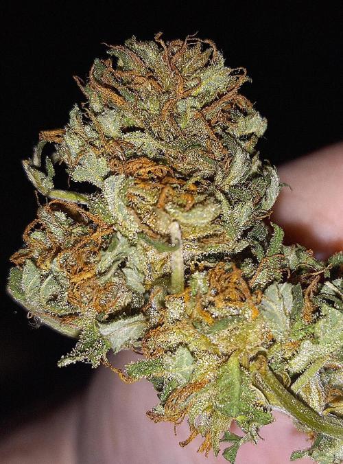 French macaron. Week 16