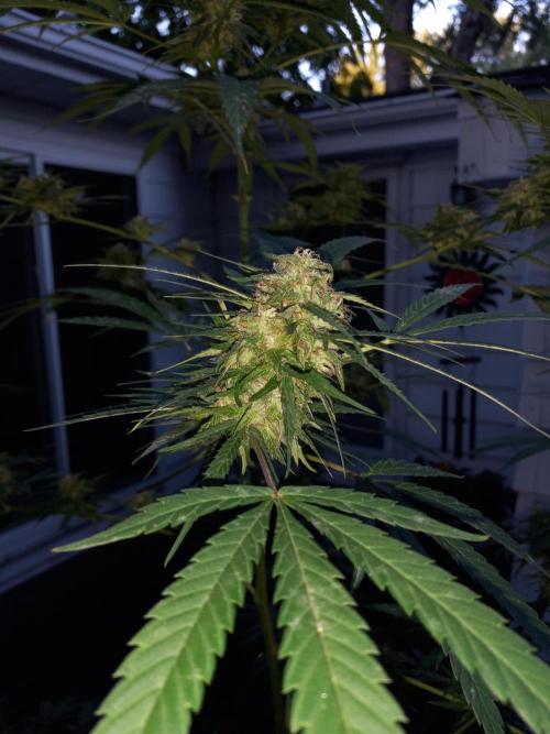 French macaron. Week 16