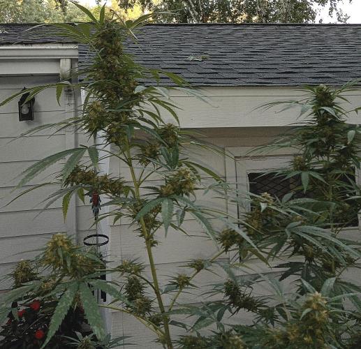 French macaron. Week 16