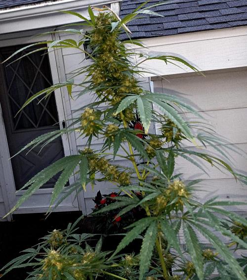 French macaron. Week 16