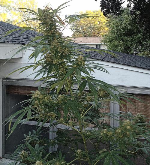 French macaron. Week 16