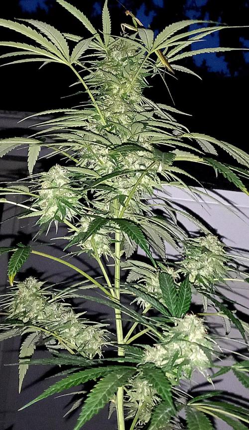 French macaron. Week 16