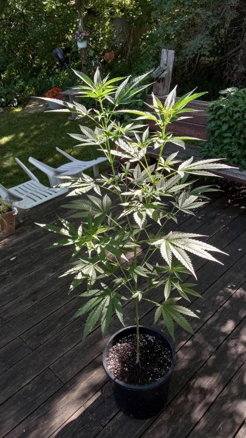 French macaron. Week 16