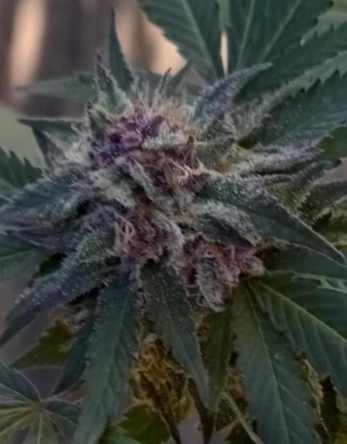 Trop Cherry  S1. Week 0