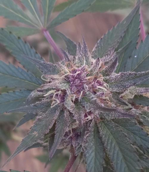 Trop Cherry  S1. Week 0