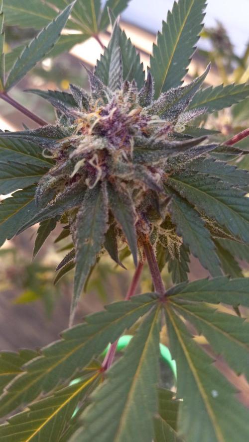 Trop Cherry  S1. Week 0