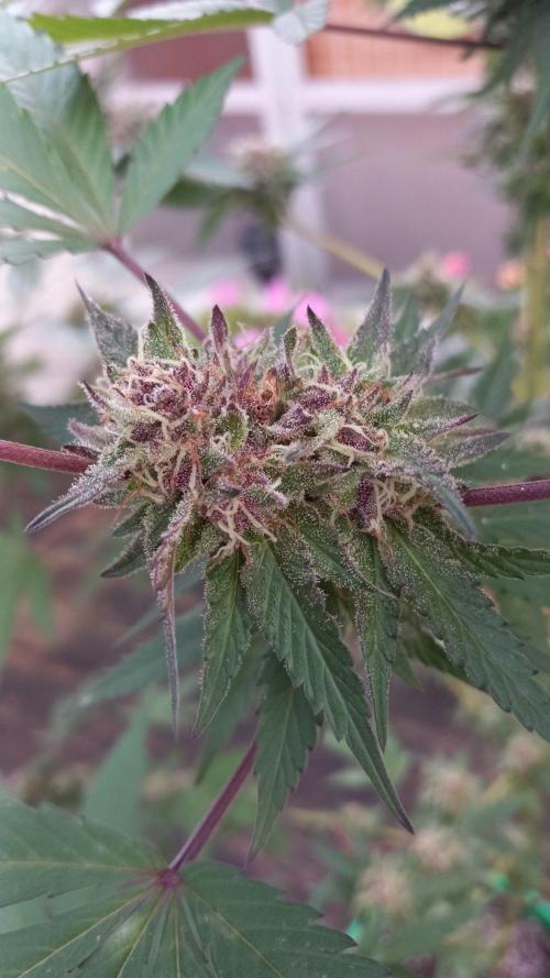 Trop Cherry  S1. Week 0