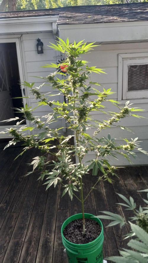 Trop Cherry  S1. Week 0