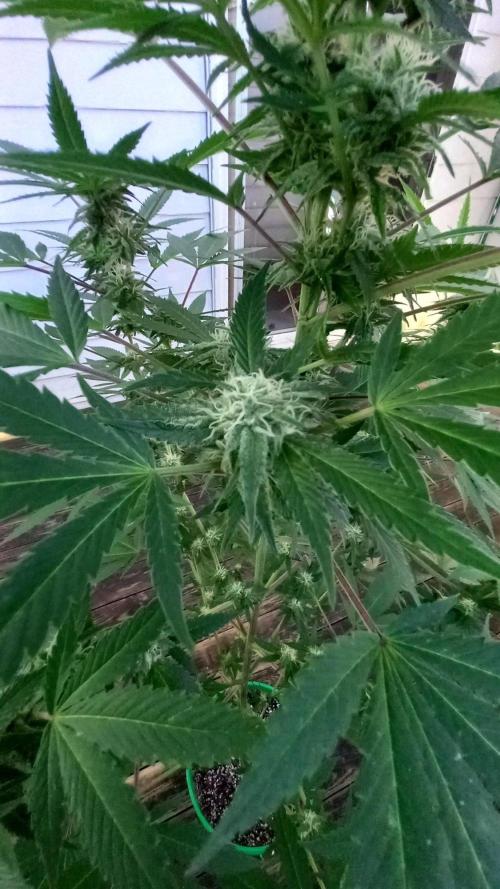 Trop Cherry  S1. Week 0
