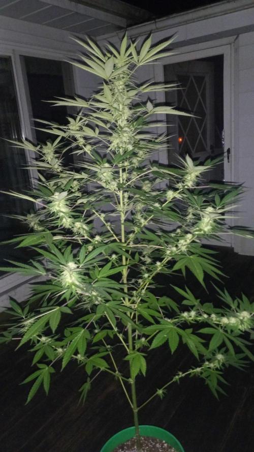 Trop Cherry  S1. Week 0