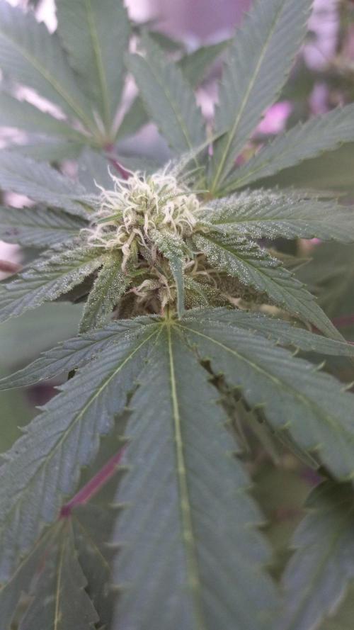 Trop Cherry  S1. Week 0