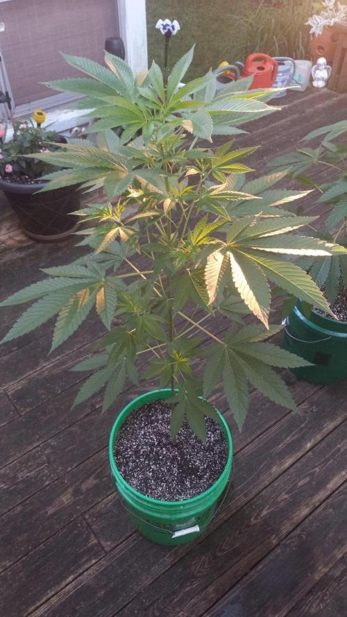 Trop Cherry  S1. Week 0