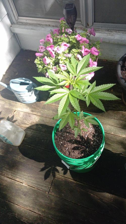 Trop Cherry  S1. Week 0