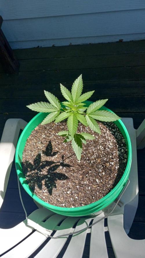 Trop Cherry  S1. Week 0