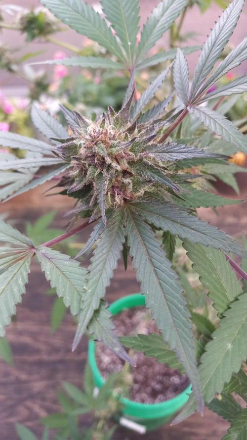Trop Cherry  S1. Week 0