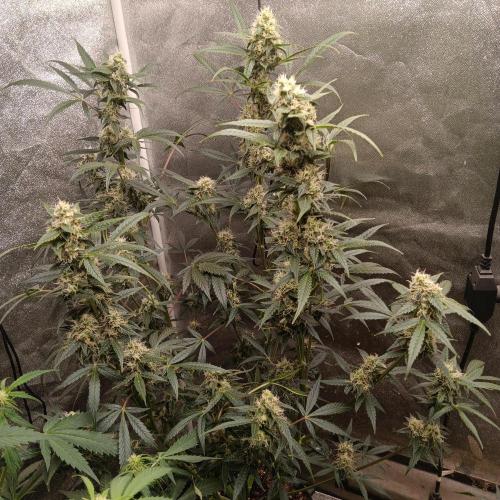 Northern lights auto. Week 9