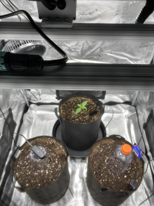 Noob Grow. Week 0 - Hinten: Blue Dream
Links: Purple Lemonade
Rechts: Northern Lights