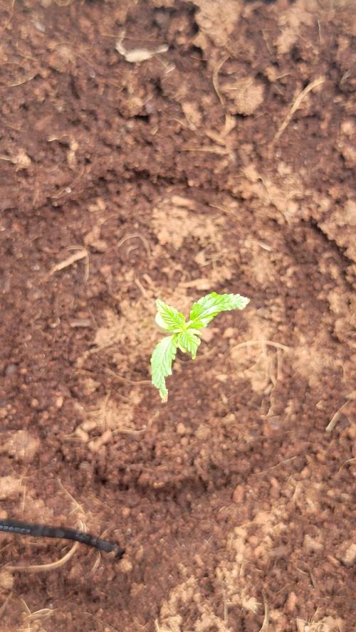 Genesis. Week 0 - Slight yellowing