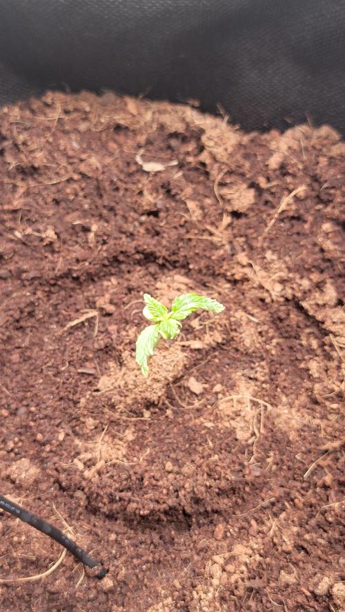 Genesis. Week 0 - New growth