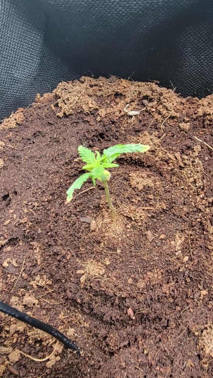 Runtz Auto. Week 2 - 3 prongs developing rapidly, yellowing seems to be correcting itself. 