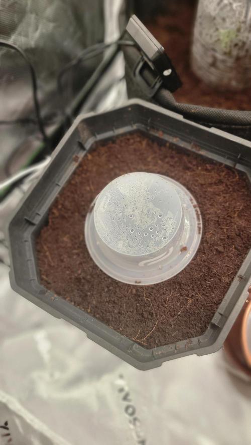 MWF1/SDBS. Week 0 - Milky Way F1 Auto - Popped in 10L pot