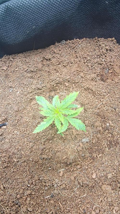 Runtz Auto. Week 3 - Quite slow progress, light too intense perhaps?