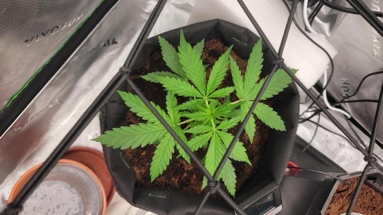Runtz Auto. Week 2 - Shes so happy :,)