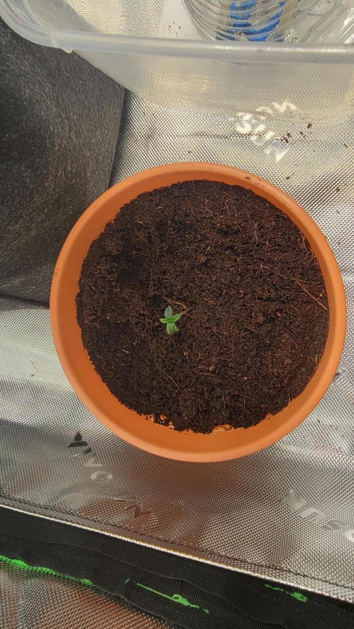 Gushers. Week 0 - Popped up and looking healthy.