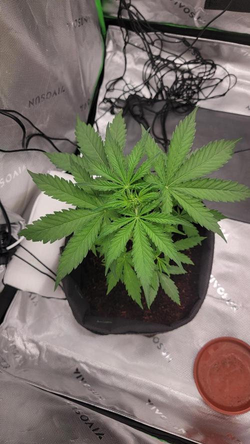 Runtz Auto. Week 3