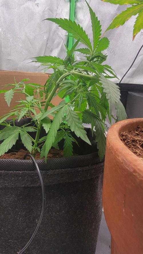 Runtz Auto. Week 3 - LST Refocus