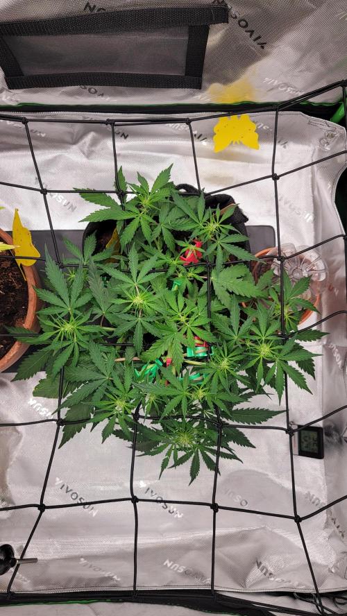 Runtz Auto. Week 4