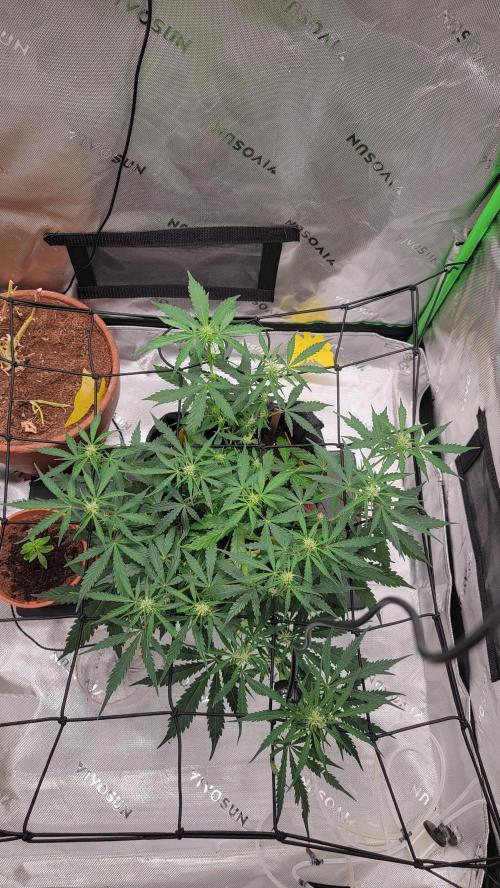 Runtz Auto. Week 5