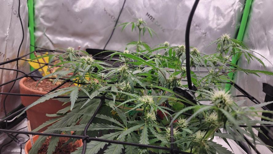 Runtz Auto. Week 5