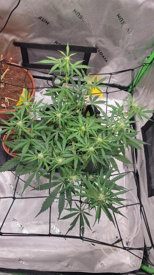 Runtz Auto. Week 5