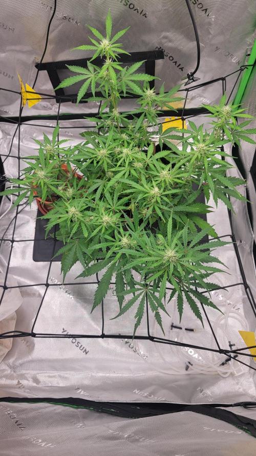 Runtz Auto. Week 6