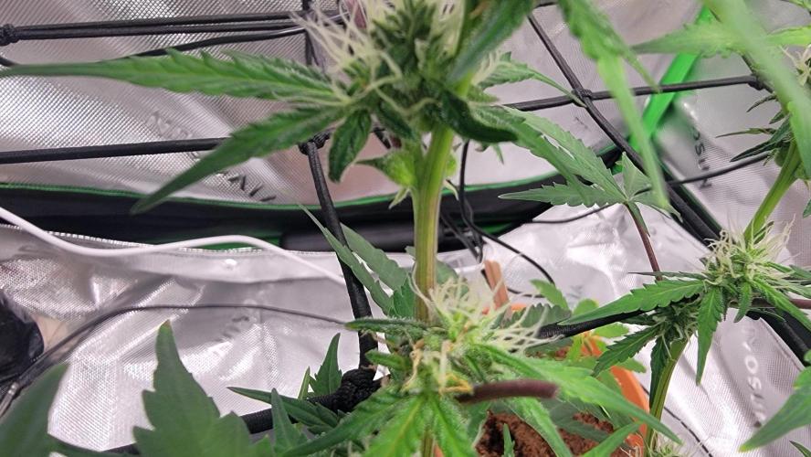 Runtz Auto. Week 6