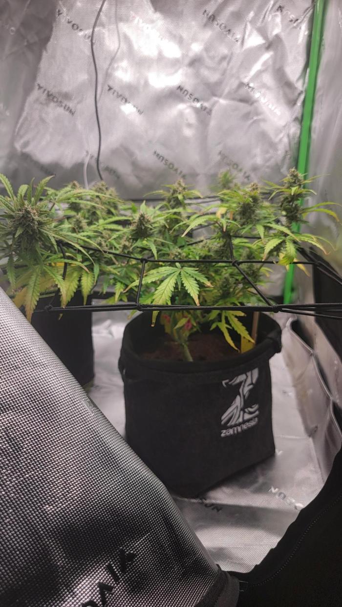 Runtz Auto. Week 8