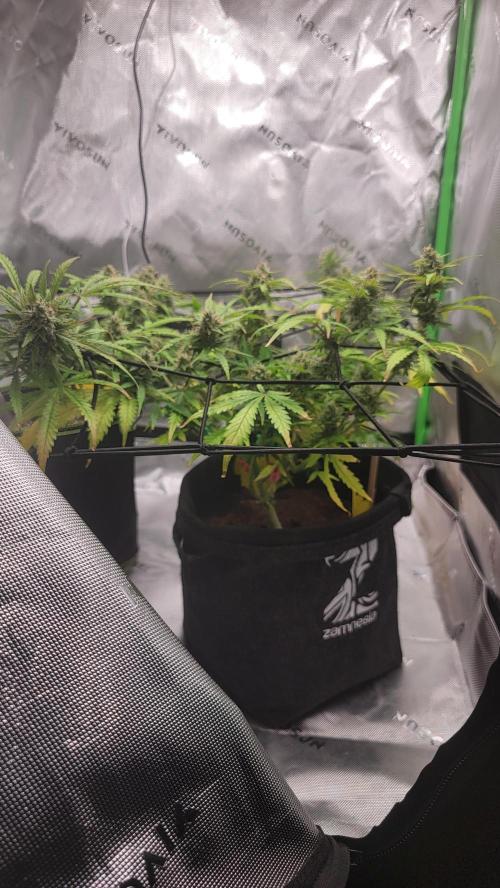 Runtz Automatic. Week 8