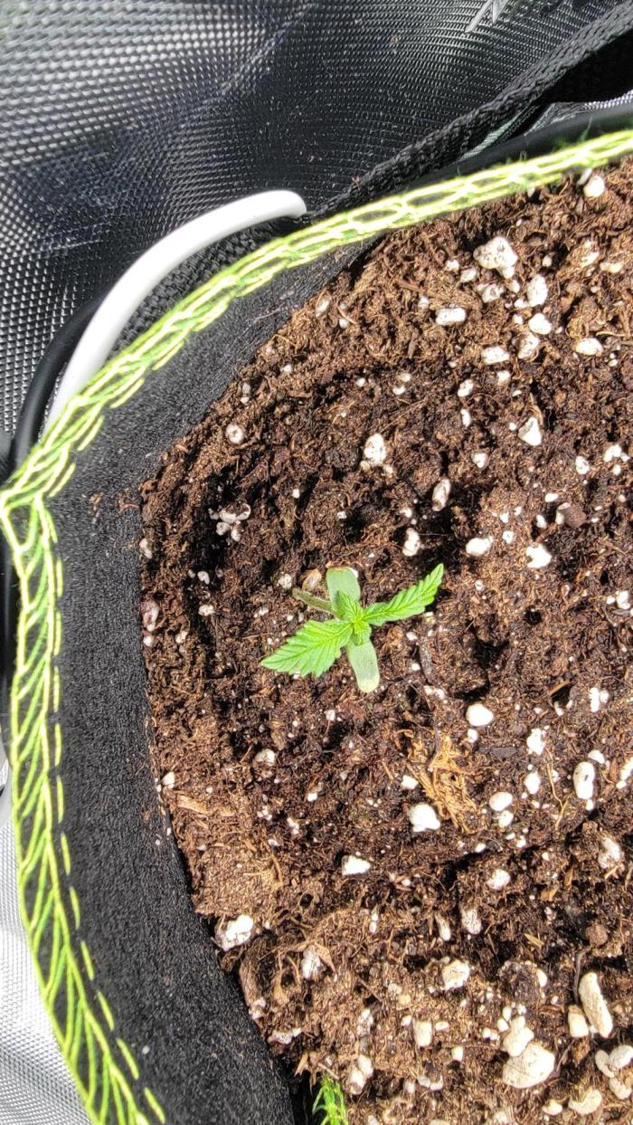 LSD Auto. Week 1