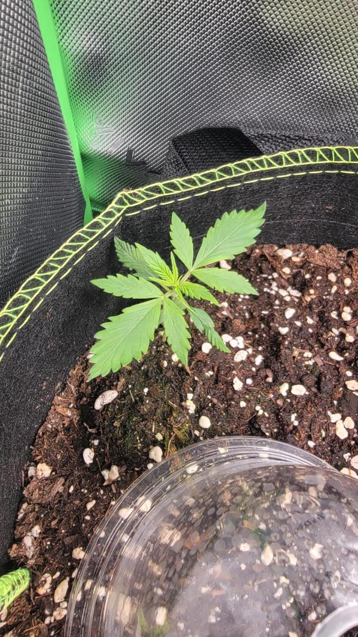 LSD Auto. Week 2