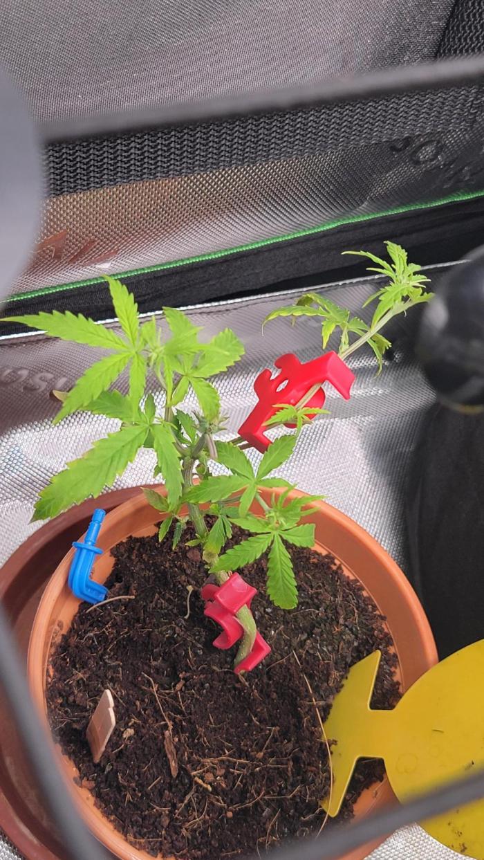 Gushers. Week 6