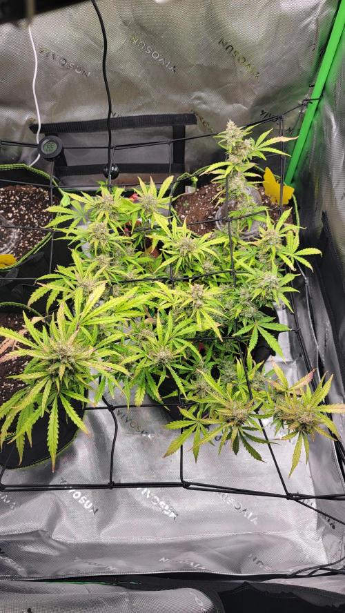 Runtz Auto. Week 9